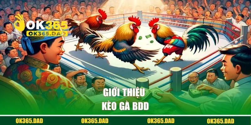 Giới thiệu kèo gà BDD 